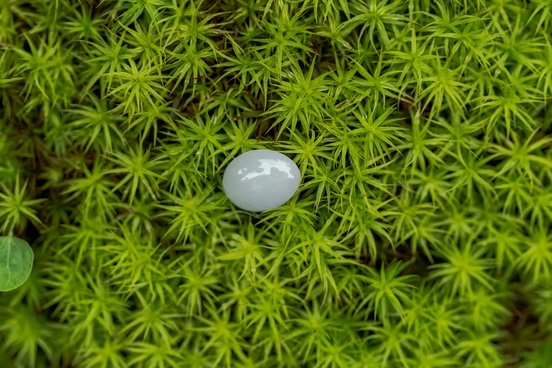 A jade stone resting on moss