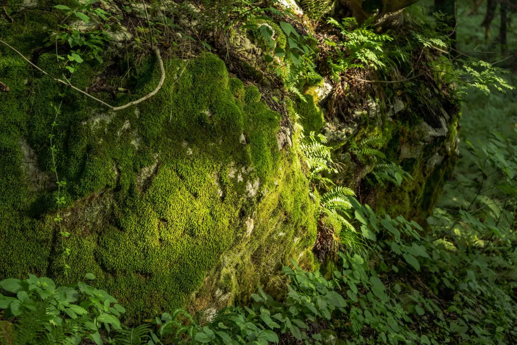 Moss and ferns beside the river at Itoigawa
